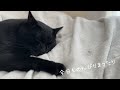 【爆睡】猫とのんびりまったりな日常