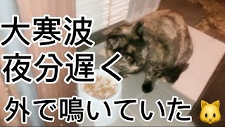 大寒波、夜分遅くに玄関で鳴いていた野良猫サビ猫‼︎買い物帰りに遭遇の3日間。#野良猫#サビ猫