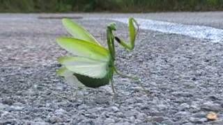 A Praying Mantis "dancing" near my cam
