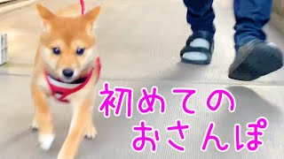 【お散歩デビュー】3ヶ月の子犬が初めて地面に足つけてみたら...