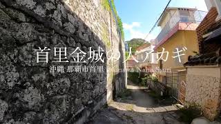 首里金城の大アカギ 沖縄 那覇市 首里金城 Okinawa Naha Syuri