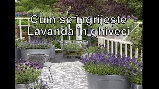 Lavanda, in ghiveci sau in gradina? Sfaturi ingrijire