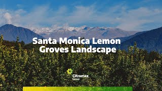 Citromax Santa Monica Region Lemon Groves Landscape View