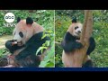 2 Chinese giant pandas arrive in US for first time in 2 decades