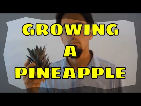 How To Grow A Pineapple Plant And Get FRUIT!! How To Grow A Pineapple Plant And Get FRUIT!!