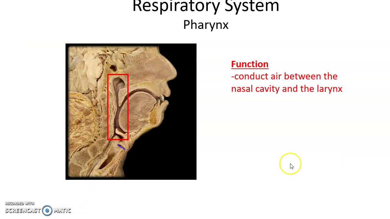 Human Anatomy Chapter 22: The Respiratory System Part 1 - YouTube