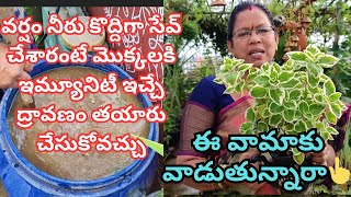 వర్షం నీటితో ద్రావణం తయారు, Rain water uses,వెరి గేటెడ్ వాము వాడొచ్చా#@AadiLakshmiTerraceGarden