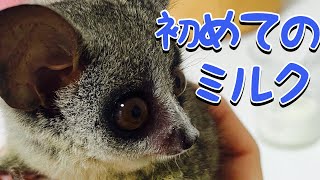 Bushbaby ショウガラゴの赤ちゃん👶イーサにミルクをあげてみました✨