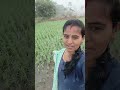 మా పొలం మొత్తం కోళ్లు తింటున్నవి myfarminglife🌾🌾