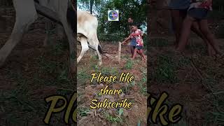 #shortvideo #Natural farming #ఎద్దులతో వేసవి దుక్కి 🌶️🍅🌽