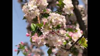 北京元大都遺址公園賞花。春天最美的花季~