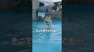 浅いプールに油断していた飼い主とマイペースなハスキー犬#プール