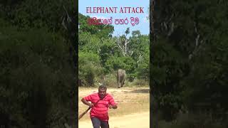 elephant attack #shorts