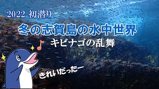 2022 初潜り！福岡・志賀島の水中世界 ～冬の海はキビナゴの乱舞