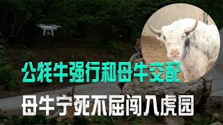 公牛發情對母牛伸出毒手，誰料母牛逃到虎園找老虎告狀，這下有好戲看了！