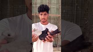 How to find good quality muski pigeon| புறா| pigeons ?