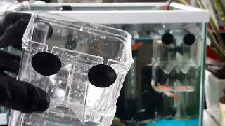 초보물생활 구피산란통 리뷰 물탱구 Beginner Water Life Guppy Laying Trap Review Water Tank