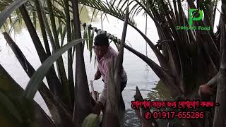 বেতিক্রমি স্বাদের গুড় | দক্ষিণ অঞ্চলের ঐতিহ্য গোলপাতা গুড়|সুন্দরবনের ঐতিহ্য গোলপাতা গুড়✆01917655286