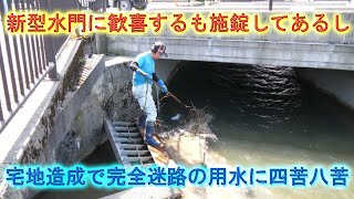 入水作業開始だが相変わらずの巨大迷路で四苦八苦・３回目の催芽に向けて種籾シャブシャブ・2024