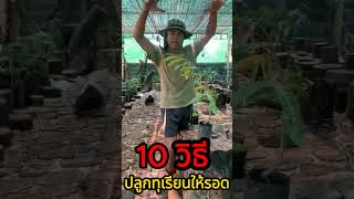 มือใหม่ต้องรู้ 10 วิธีปลูกทุเรียนอย่างไรให้รอด