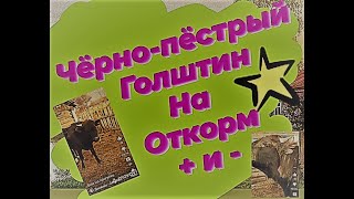 Научите - Как откормить  бычка голштина....