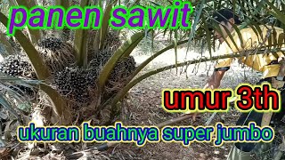 panen sawit umur 3th ukuran buahnya super jumbo, #sawit  #petanisawit #buah super #kelapasawit