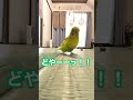 犬みたいにコルクを持ってくるセキセイインコ セキセイインコ インコまるけ インコ budgie shorts 技