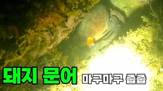 돼지문어 마구마구 줍줍 (11월 문어해루질)