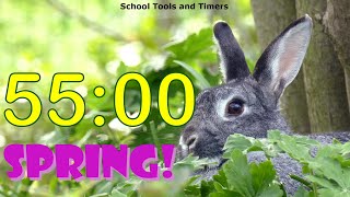 55 Minute Countdown Timer - Springtime Rabbit! 🐰