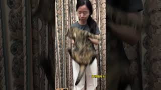 邪恶狸花猫# 小馋猫# 万物可爱计划# 讨饭猫# 吃货猫 # 狸花猫#搞笑 #猫咪 #喵星人 ＃shorts #宠物 #搞笑