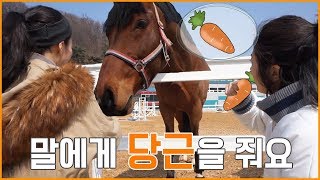 [미미고] 말이 당근과 각설탕 좋아할까요? - 말 먹이주기