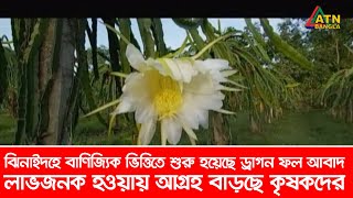 ঝিনাইদহে বাণিজ্যিক ভাবে শুরু হয়েছে ড্রাগন ফল আবাদ | লাভজনক হওয়ায় আগ্রহ বাড়ছে কৃষকদের | ATN Bangla