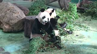 圓圓與圓寶一起吃竹葉大餐 The Giant Panda Yuan Yuan and Yuan Bao