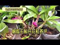 【养花】胭脂石斛开花和养护