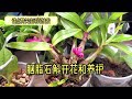 【养花】胭脂石斛开花和养护