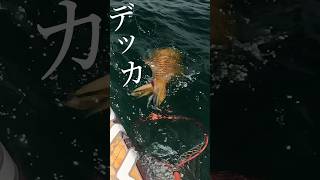 モンスターの吐く墨の量が半端ない #エギング #アオリイカ #釣り #fishing #squid  #squidgame  #starboard #shorts