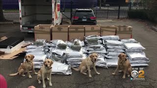 Connecticut K-9 Unit Makes Major Drug Bust