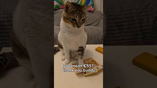 When Your Cat Is Richer Than You 💸 😂 #cat #funnyvideo