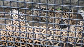 夏蝉😓④ジャガー・ルナちゃん・ニライちゃん・カナイちゃん・沖縄こどもの国・・・Jaguar ・Okinawa Zoo \u0026 Museum(20240621)