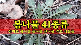 봄나물41종류/한국의봄나물 산나물 들나물 산야초 약초들/건강정보 HERBS