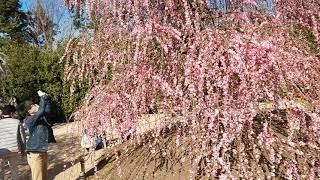 ぶりんぶりんが鈴鹿の森庭園へ  しだれ梅が見頃