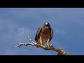 stock video swainson s hawk perched on a branch screaming in slow motion