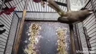 Playtube Pk Ultimate Video Sharing Website