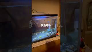 鉄魚導入