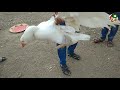 সৌদি আরবে মরুভূমিতে হাস মুরগীর খামার _ ksa duck chicken farm