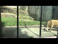 ライオンが目の前で見れる！広島安佐動物公園