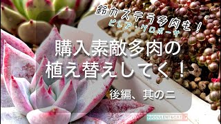 [多肉植物] 素敵多肉の植え替え！鈴カステラピレアちゃんも植え替えましょうぞ！