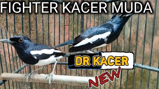 SEPERTI INI FIGHTER KACER MUDA | PERAWATAN BURUNG KACER | DR KACER NEW