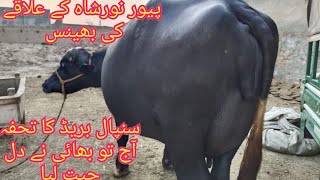 پیور نورشاہ کے علاقے کی بھینس سنپال بریڈ دودھ کی نہر رابط نمبر 03004576252