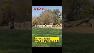 北京野生動物園男遊客不聽勸阻衝向老虎 園方報警